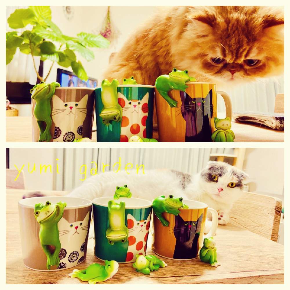 部屋の画像 by Yumiさん | 部屋とウンベラータとぽっちゃんとめると植物のある暮らしと植物大好きと観葉植物好きとねこちゃん♡とかえるの置物とリビングと ウンベラータと花のある暮らしとお花は癒し