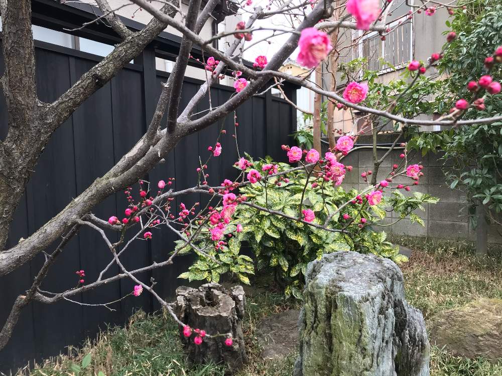 お出かけ先の画像 by おきょうさん | お出かけ先とウメと紅梅と斑入りアオキと冬に咲く花フォトコンと黒塀と庭石