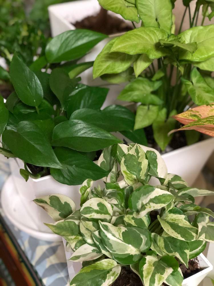 部屋の画像 by ありす姫さん | 部屋と大好きな植物とみずやりとお気に入り♡と出会いとポトスパーフェクトグリーン。と深呼吸とポトスエンジョイ♡と癒し効果✨とスマホ写真と花のある暮らしと風を感じると斑入り。と新芽と微笑み