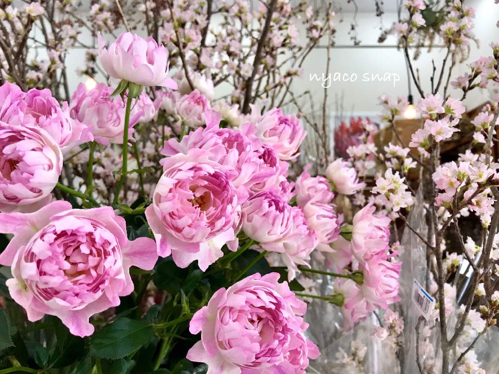 お出かけ先の画像 by nyacoさん | お出かけ先とボタニカルスポット2020冬とバラと暮らすと薔薇愛同盟とお気に入りの お花屋さんとお気に入りの場所とお気に入り♡とシーアネモネ♪とバラ・切り花品種とお気に入りの園芸店とさくら 桜 サクラとボタニカルスポットとMNC 暮らしの足跡とホームセンターと近所と花屋とバラが好きと花のある暮らしとホムパトと薔薇♪とバラ・ミニバラとお花屋さん