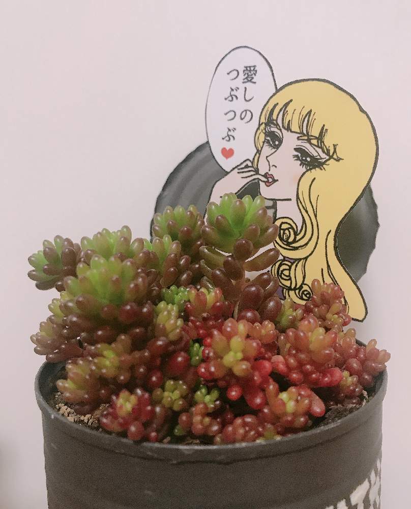 小さな庭の画像 by nakayoshi1さん | 小さな庭と多肉植物とキュンキュン乙女倶楽部としぞーか勢とレッドベリー♡とバラと夢CLUBとつぶつぶの日とたにおたくらぶと多肉崎多仁子