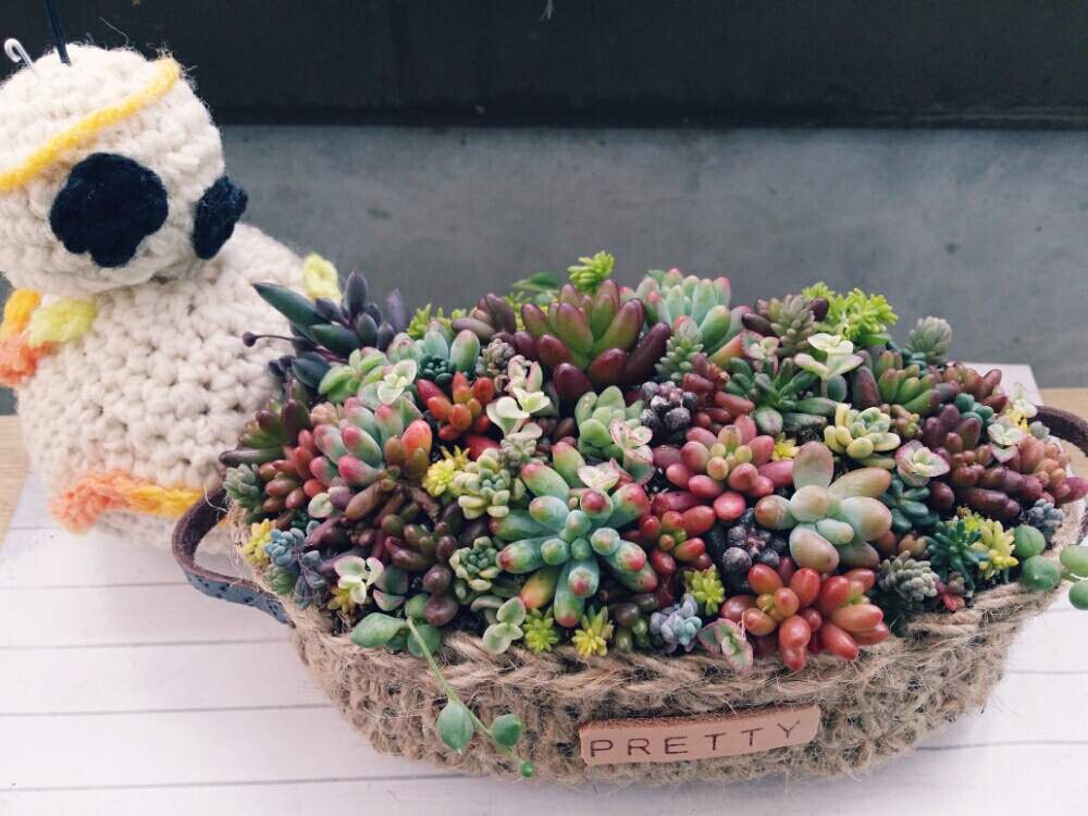 バルコニー/ベランダの画像 by ひとさん | バルコニー/ベランダとつぶつぶ寄せと家の赤ちゃん達とつぶつぶの日