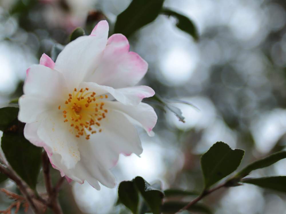 お出かけ先の画像 by Chieさん | お出かけ先と山茶花(サザンカ)と冬に咲く花フォトコンとお写ん歩とオールドレンズとCanon EOS Kiss Mとフレクトゴン35㎜とボケフォトファン