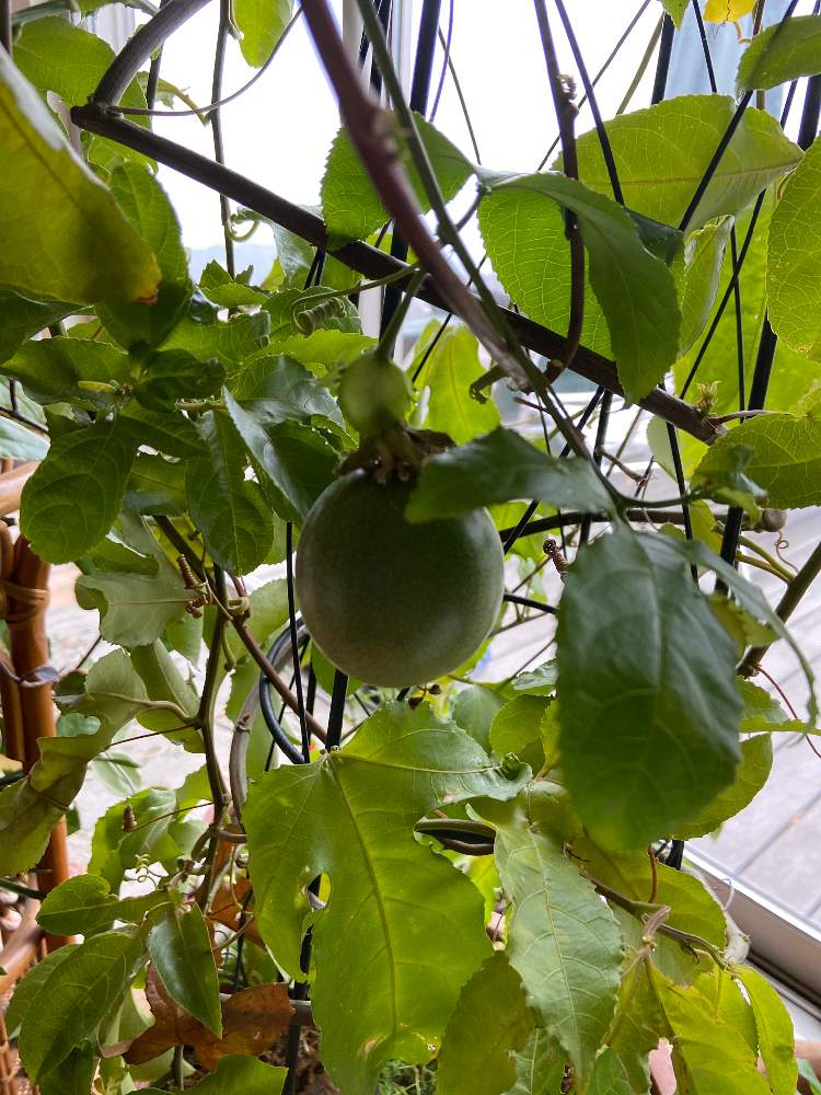 部屋の画像 by あじさいみえさん | 部屋とパッションフルーツの実と花のある暮らしと家庭菜園奮闘日記と実の成る植物