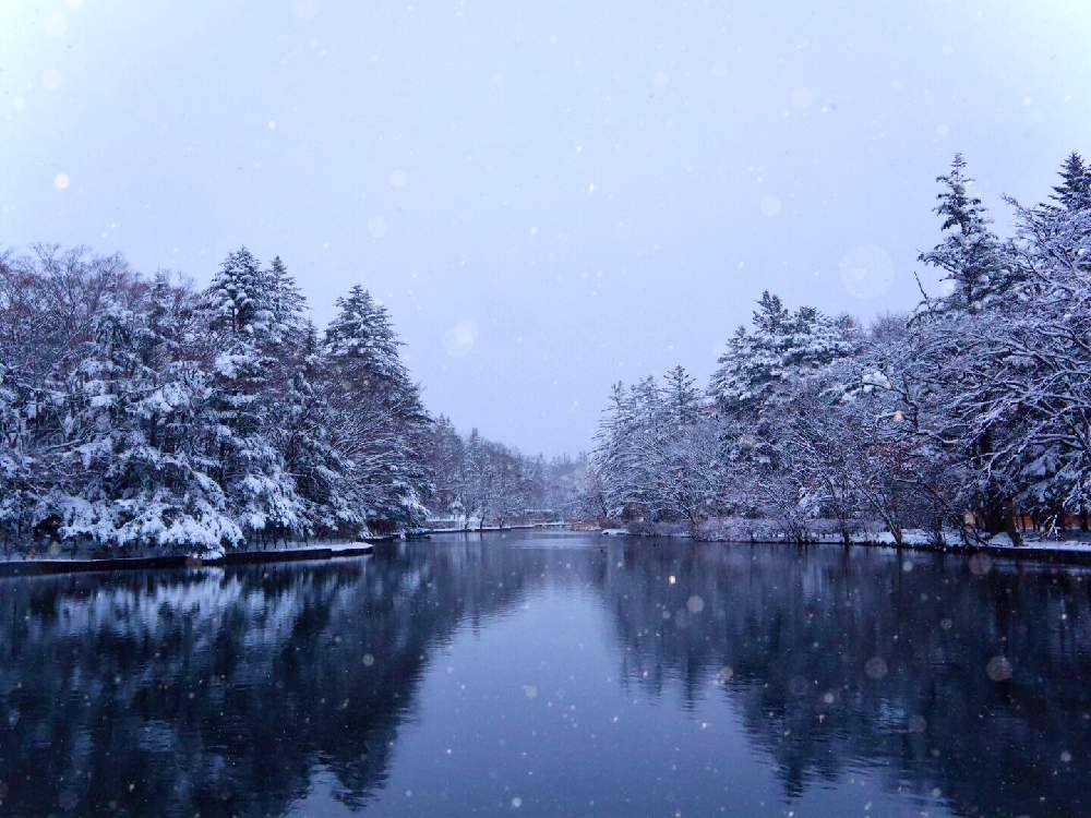 お出かけ先の画像 by ムラッチさん | お出かけ先と軽井沢と雪景色と軽井沢 雲場池とボタニカルスポット2020冬