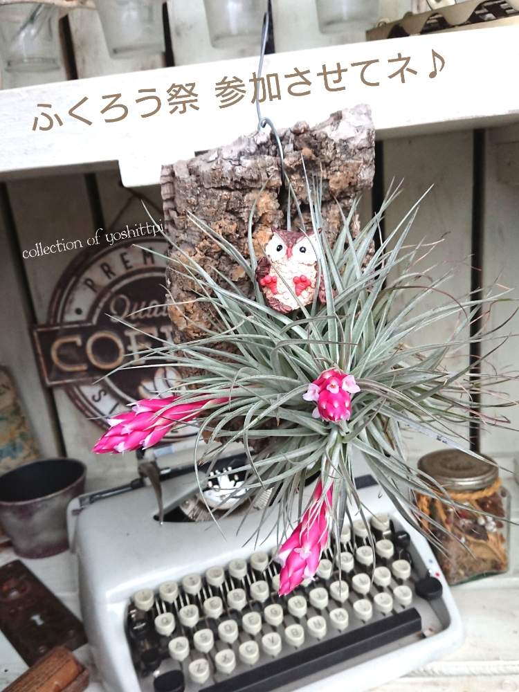 の画像 by yoshittpi(よしっピ)さん | コットンキャンディーとHTCと癒しの時とありがとーと早起き倶楽部とひやみかち首里城!とコットンキャンディーypと多肉2016同期と多肉女子と多肉ばばとたにおたくらぶとGS植物うちなーぐち会とフクロウ祭と29日フクロウの日と幸せを呼ぶフクロウ祭り