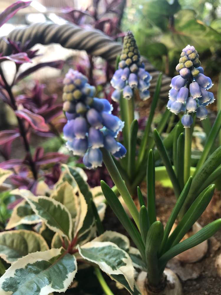 小さな庭の画像 by hiro-151e.さん | 小さな庭とムスカリと冬に咲く花フォトコンと寄せ植えと今日のお花とおきにいりとお庭の植物と花のある暮らしとふんわり優しい色