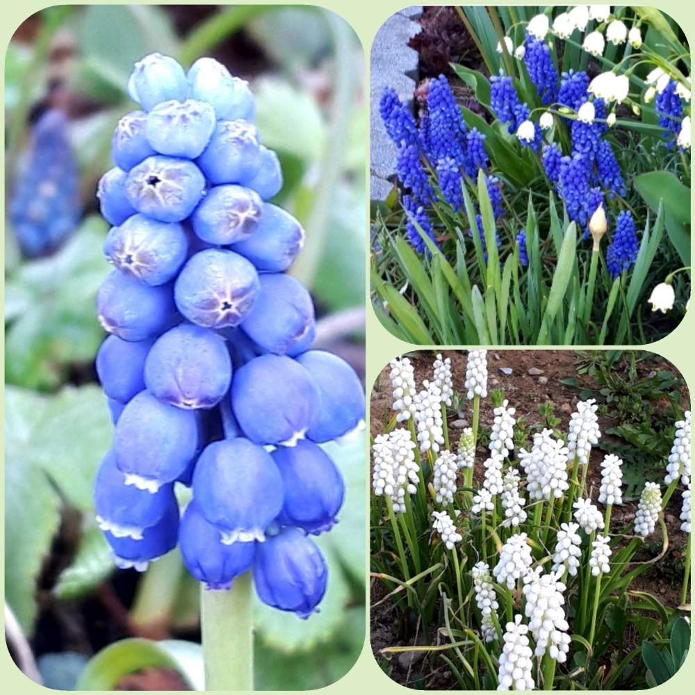 お出かけ先の画像 by フロックスさん | お出かけ先とムスカリと今日のお花と昨年の写真