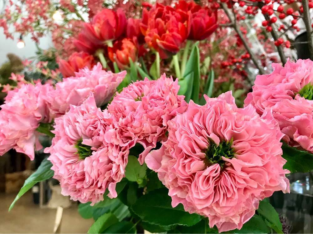 お出かけ先の画像 by nyacoさん | お出かけ先とボタニカルスポット2020冬とバラと暮らすと薔薇愛同盟とお気に入りの お花屋さんとお気に入りの場所とお気に入り♡とバラ・切り花品種とお気に入りの園芸店とボタニカルスポットとMNC 暮らしの足跡とオール4キュートとホームセンターと近所と花屋とバラが好きと花のある暮らしとホムパトと薔薇♪とバラ・ミニバラとお花屋さんと切り花