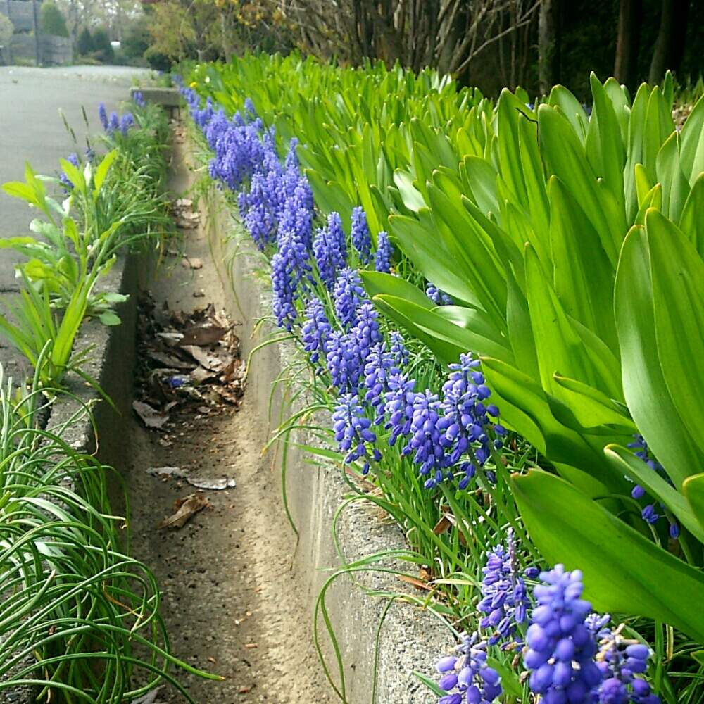 お出かけ先の画像 by non*noさん | お出かけ先と過去picと ムスカリと秘密の場所と紫色のお花と北海道