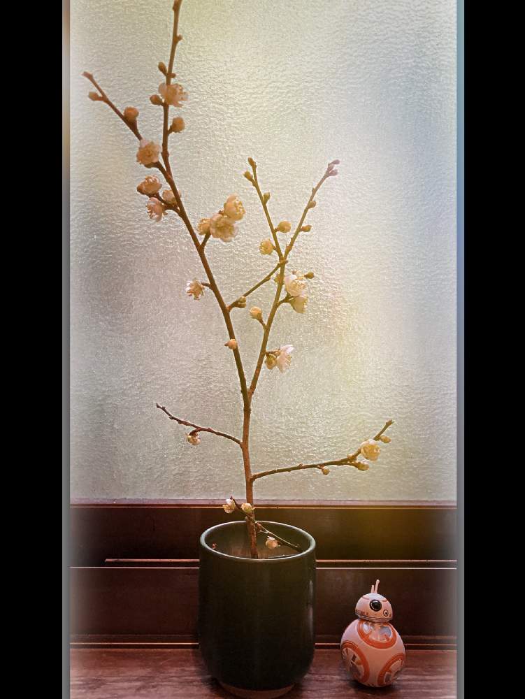 窓辺の画像 by Kazyanさん | 窓辺と梅シリーズと白梅の花と白梅シリーズ 和堂と生花シリーズ 和堂と梅シリーズ 和堂と花器の色々 和堂