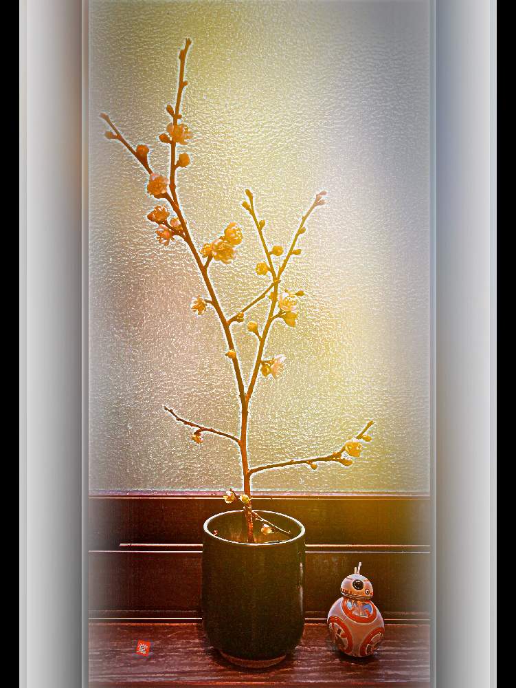 の画像 by Kazyanさん | 白梅 和堂と白梅 生花と花のある暮らしと梅シリーズと梅 シリーズと白梅の花と白梅シリーズ 和堂と生花シリーズ 和堂と梅シリーズ 和堂と花器の色々 和堂