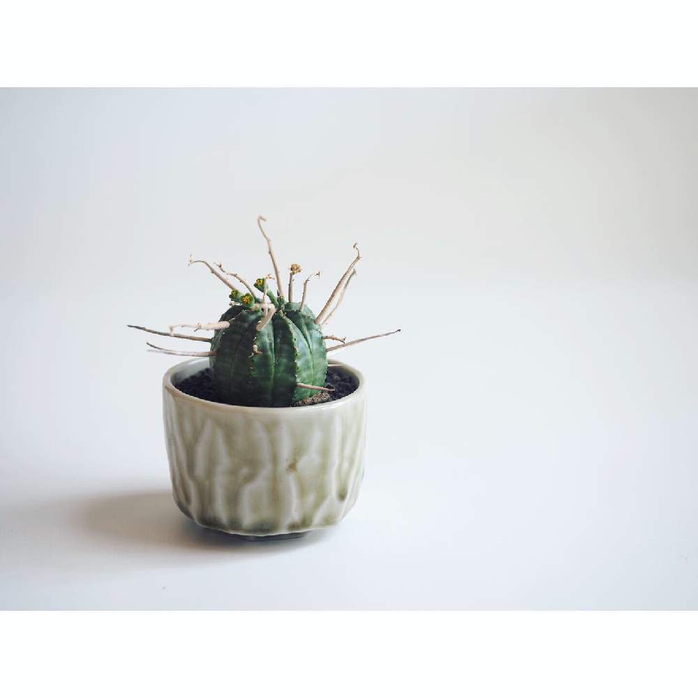 部屋の画像 by Tenさん | 部屋とバリダとスーパーバリダと多肉植物と植物のある暮らしと陶器鉢と多肉植物のある暮らしとコーデックスとTen'sユーフォルビアと成長記録とアートなTen写と珍奇植物と花のある暮らしとユーフォルビアとビザールプランツ