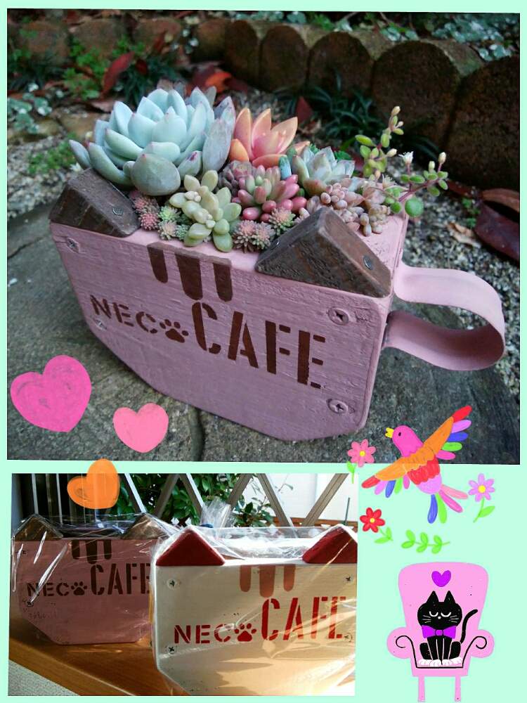 小さな庭の画像 by ☆みなみ☆さん | 小さな庭と感動!と繋がりに感謝と杢さんの猫カフェカップと日々の暮らしの中の幸せと今日も多肉三昧!とたにおたくらぶ152と癒しをありがとうと発見と私の癒し系達♡と今日の見~つけた!と杢ちゃんの猫カフェ♡とたにおたくらぶ