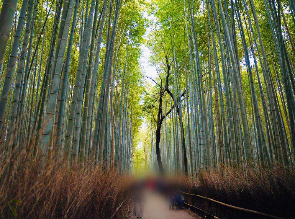 お出かけ先の画像 by マーサ〜さん | お出かけ先と竹林の小径と竹林とおでかけ先と京都 嵐山竹林の小径と京都 嵐山