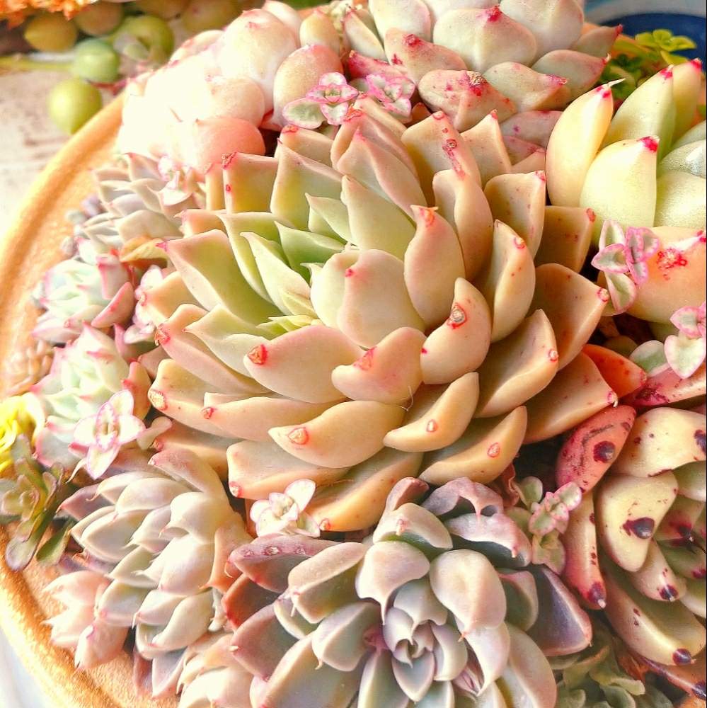 バルコニー/ベランダの画像 by neconiwaさん | バルコニー/ベランダとエナメルとbotanicallifeと多肉植物と寄せ植えと多肉のある暮らしと今日の一枚と成長記録と癒しのひと時