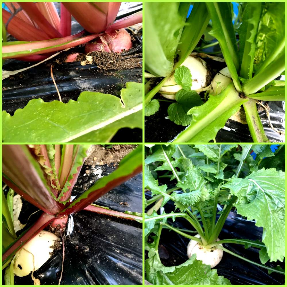 の画像 by GOOSさん | 聖護院かぶと大野紅かぶとたねからの幸せと混植家庭菜園と家庭菜園と職場のガーデニング部と盗まれたと家庭菜園奮闘日記と盗まれたかも