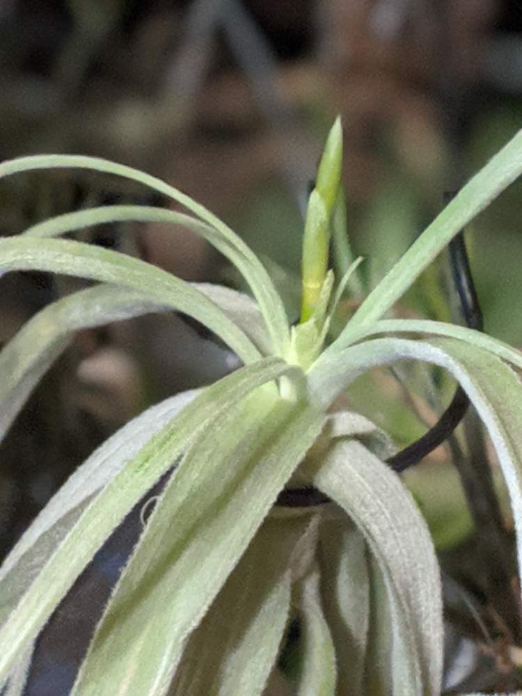 インテリアの画像 by sorahakuさん | インテリアとチランジア ストレプトカルパと着生植物と植物のある暮らしと吊り下げと着生とブロメリアと植中毒とチランジア属と癒し空間と花のある暮らしといやされるとエアプランツと根っこフェチとエアープランツ/チランジアと勉強中