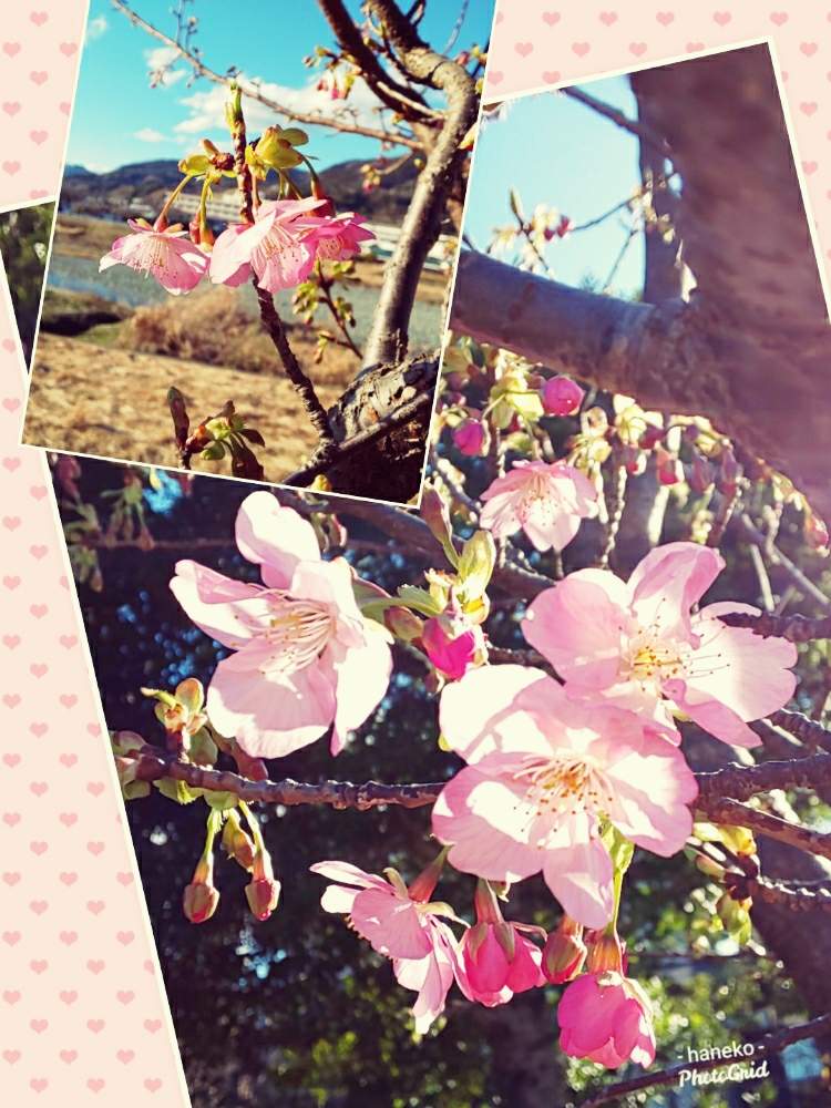 お出かけ先の画像 by はねこさん | お出かけ先と河津桜とお散歩にてと和風と川沿いの花*花とピンクのお花と人目をひくと花のある暮らしと可愛いらしいお花と優しい気持ちになれる