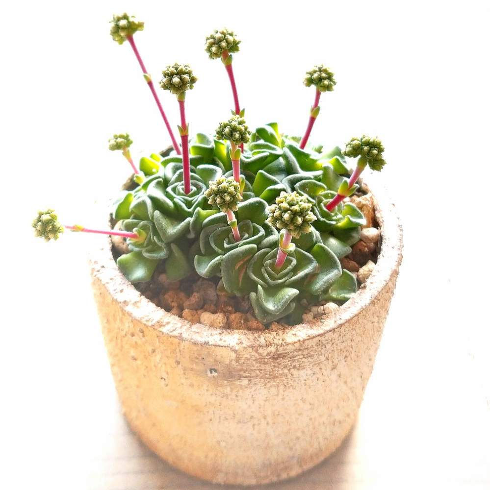 バルコニー/ベランダの画像 by neconiwaさん | バルコニー/ベランダとスザンナエとbotanicallifeと多肉植物と多肉のある暮らしと今日の一枚とリメ鉢と成長記録と癒しのひと時