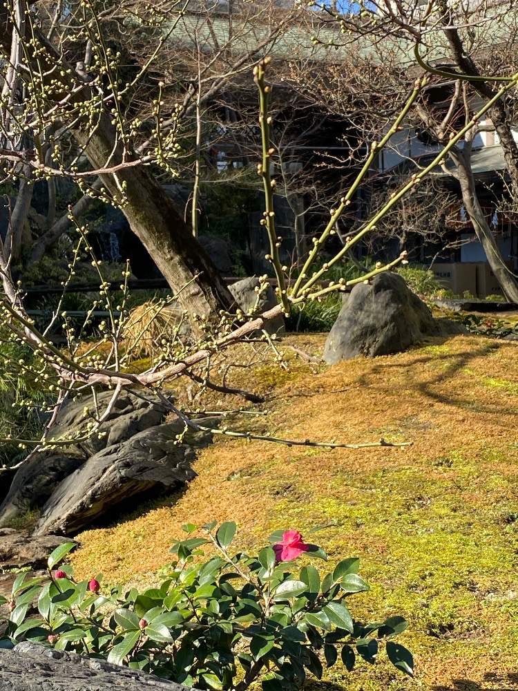 お出かけ先の画像 by ''まこS''さん | お出かけ先と湯島天神と梅の蕾❣️