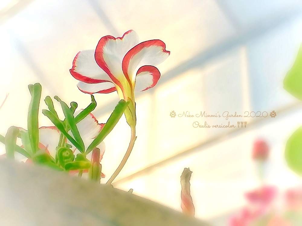 の画像 by 猫みんみさん | オキザリス・バーシカラーとみどりのある暮らしと植物のある暮らしとビニールハウスとガーデニング初心者と花のある暮らしとかわいい