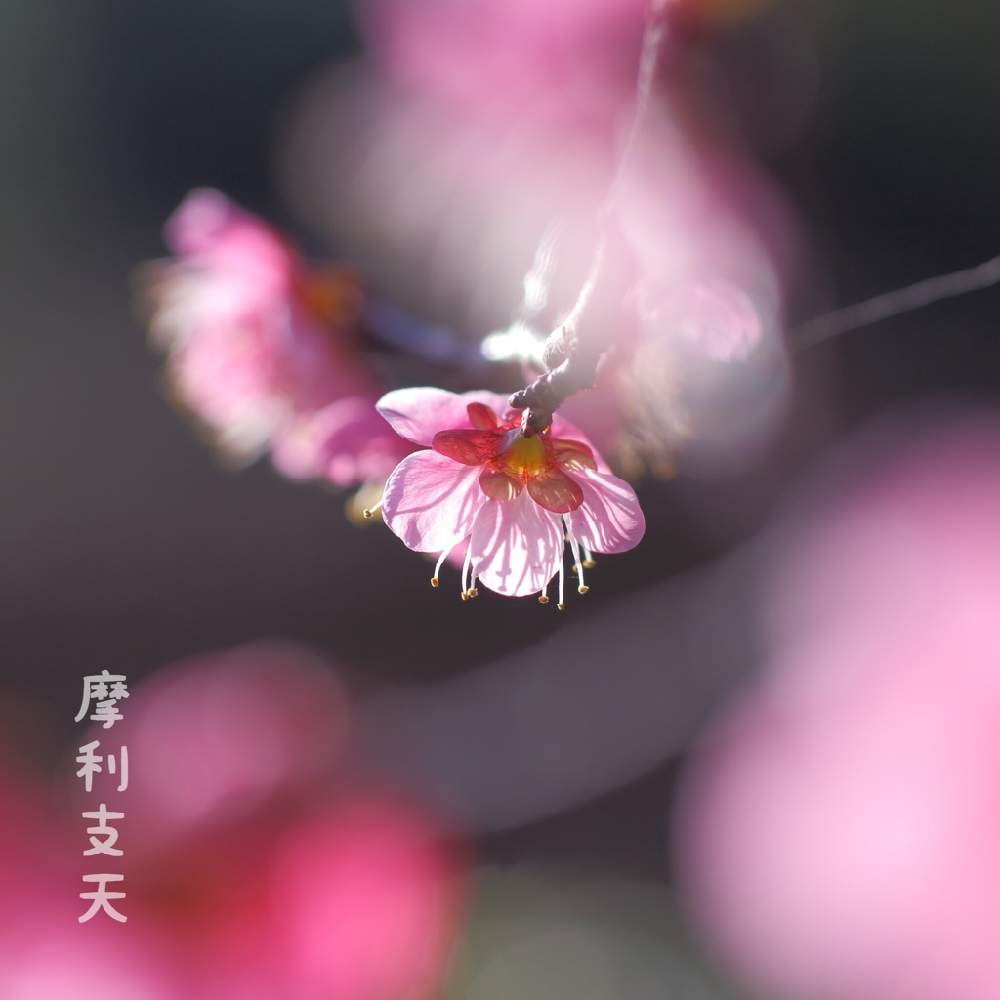 お出かけ先の画像 by 摩利支天さん | お出かけ先と 梅の花と冬に咲く花フォトコンと梅園と単焦点レンズでマクロとウメの木とエアリーフォトと単焦点レンズ
