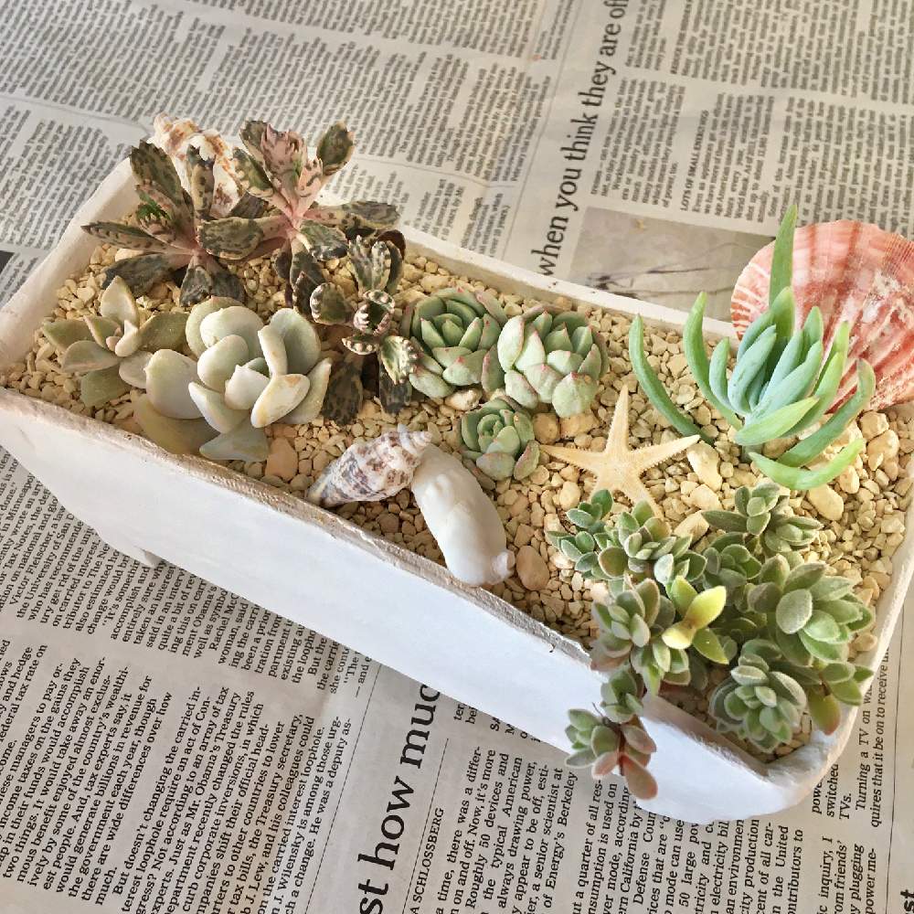 小さな庭の画像 by 盆 楓子さん | 小さな庭と美空鉾とレモータとスプリングジェイドとシテリナとDIY,寄せ植えとラウトップと不死鳥モンスト♥と多肉植物初心者と多肉植物と多肉鉢とDIY好きと多肉植物寄せ植えと多肉植物のある暮らしとDIYプランターと植物女子ベランダーとはるが来た!と多肉女子と多肉寄せ植えとDIY鉢と多肉まみれとはち♡とGREEN UP!
