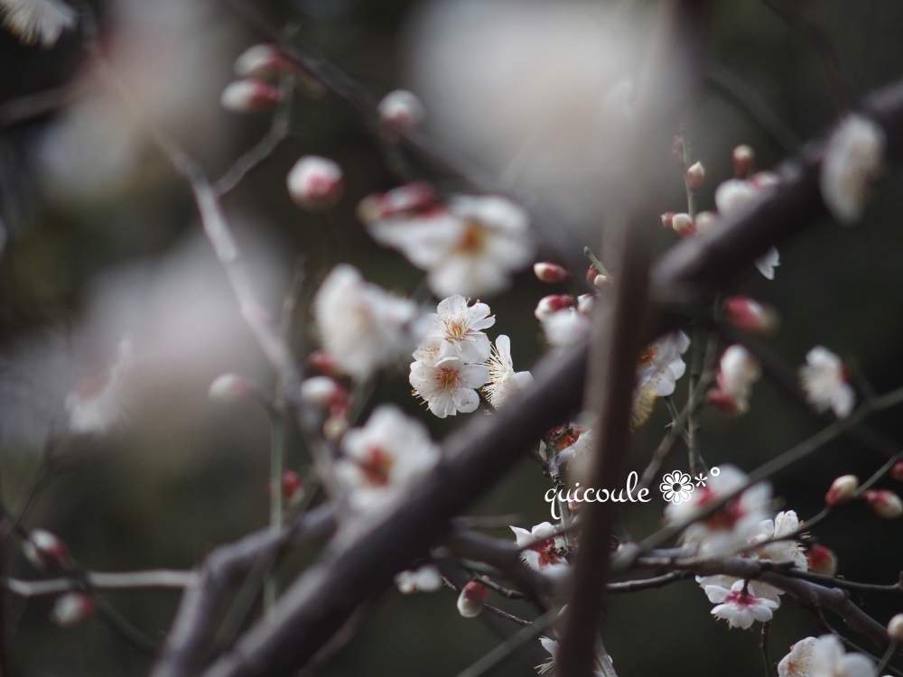 お出かけ先の画像 by quicoule❁*゚さん | お出かけ先とうめと今日も笑顔で♡とquicoule's photoと冬に咲く花フォトコンとありがとう❤️とうめのはなとおはようございますとお花が好き♡としあわせ♡と素敵な出会いに感謝と花のある暮らしと優しい時間