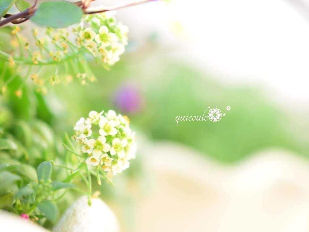 バルコニー/ベランダの画像 by quicoule❁*゚さん | バルコニー/ベランダとアリッサムと今日も笑顔で♡とquicoule's photoと冬に咲く花フォトコンとおはようございますとお花が好き♡としあわせ♡と素敵な出会いに感謝と花のある暮らしとアリッサム♡と優しい時間