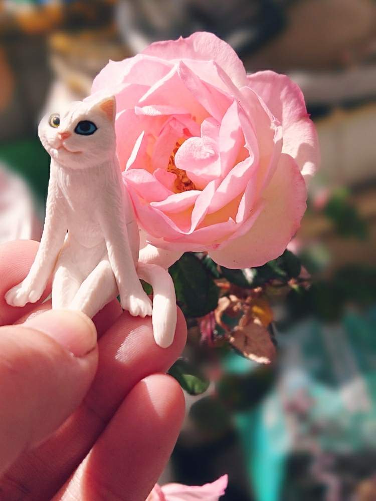 テラスの画像 by はるみんさん | テラスとミニバラと多分チュチュオプティマと冬に咲く花フォトコンとミニバラ鉢植えと冬バラと花のある暮らしとバラ・ミニバラ