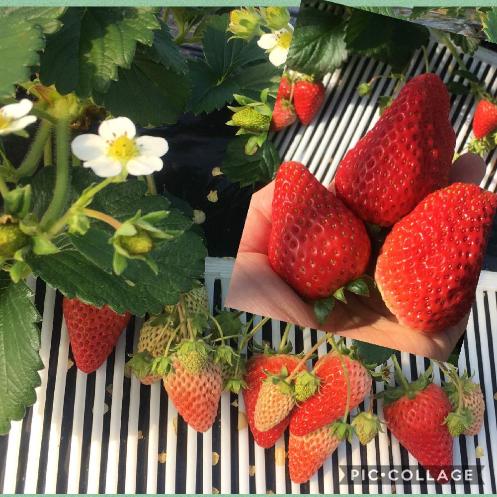 お出かけ先の画像 by もふもふさん | お出かけ先といちごと季節のお花とスマホ撮影といちご大好き