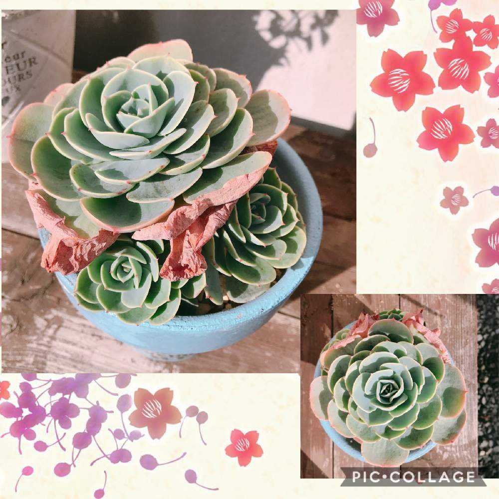 小さな庭の画像 by nakayoshi1さん | 小さな庭と多肉植物とキュンキュン乙女倶楽部と 七福神としぞーか勢とKOH七福神とバラと夢CLUBとたにおたくらぶ