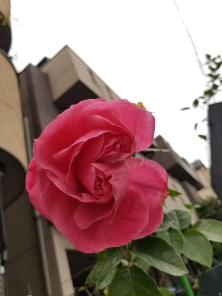 小さな庭の画像 by ニワバラベラバラさん | 小さな庭とマリアカラスと乙女ピンクとバラの冬剪定と培養土を考える倶楽部とバラ 鉢植えと花ちゃん培養土と鉢ロザリアンとピンクと暖冬と赤い花と花のある暮らしとばら 薔薇 バラとバラ・ミニバラと赤いバラ