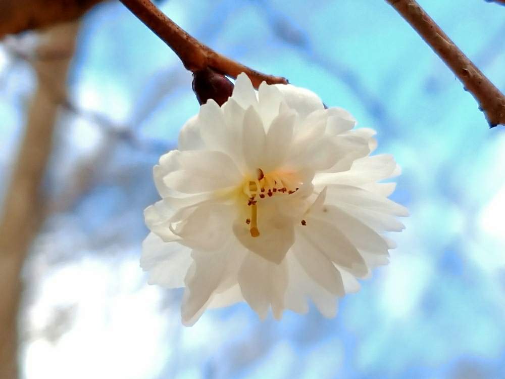 お出かけ先の画像 by toshi17さん | お出かけ先と二度桜とさくら サクラ 桜としあわせ色とスマホ撮影とお写んぽと華やかと可憐と春先取り✌️とGS映えと癒される♪と綺麗とレア??と花のある暮らしと接写と北山緑化植物園とサクラ咲く♪とかわいい♡と植物園巡りと爽やか~と元気色と白い花とGREEN UP!
