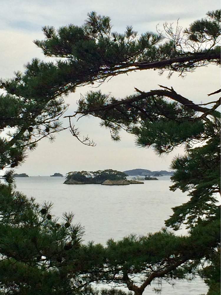 お出かけ先の画像 by 経理さん | お出かけ先とボタニカルスポット2020冬とがんばれ!東北と松島(日本三景)と松島と東日本大震災と松樹千年の翠