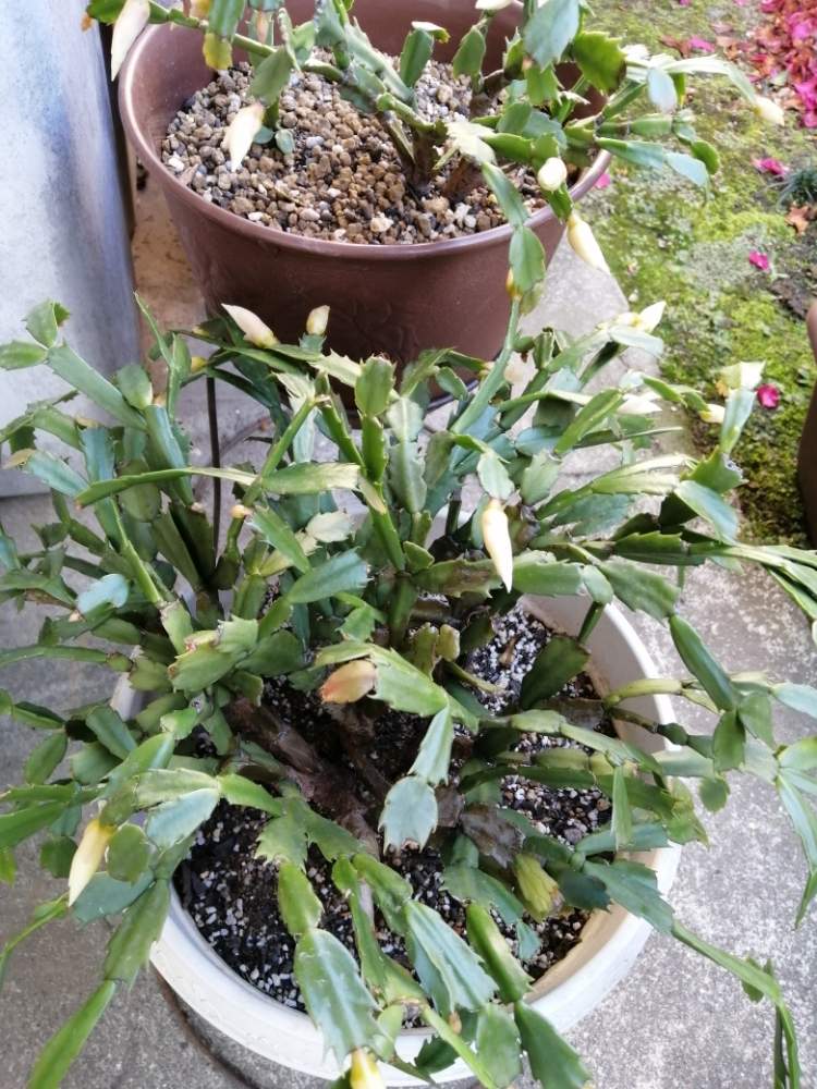 小さな庭の画像 by erinさん | 小さな庭とシャコバサボテンとデンマークカクタスと多肉植物とGSミニモニ。と観葉植物大好きと今日のお花と鉢植えと花のある暮らし