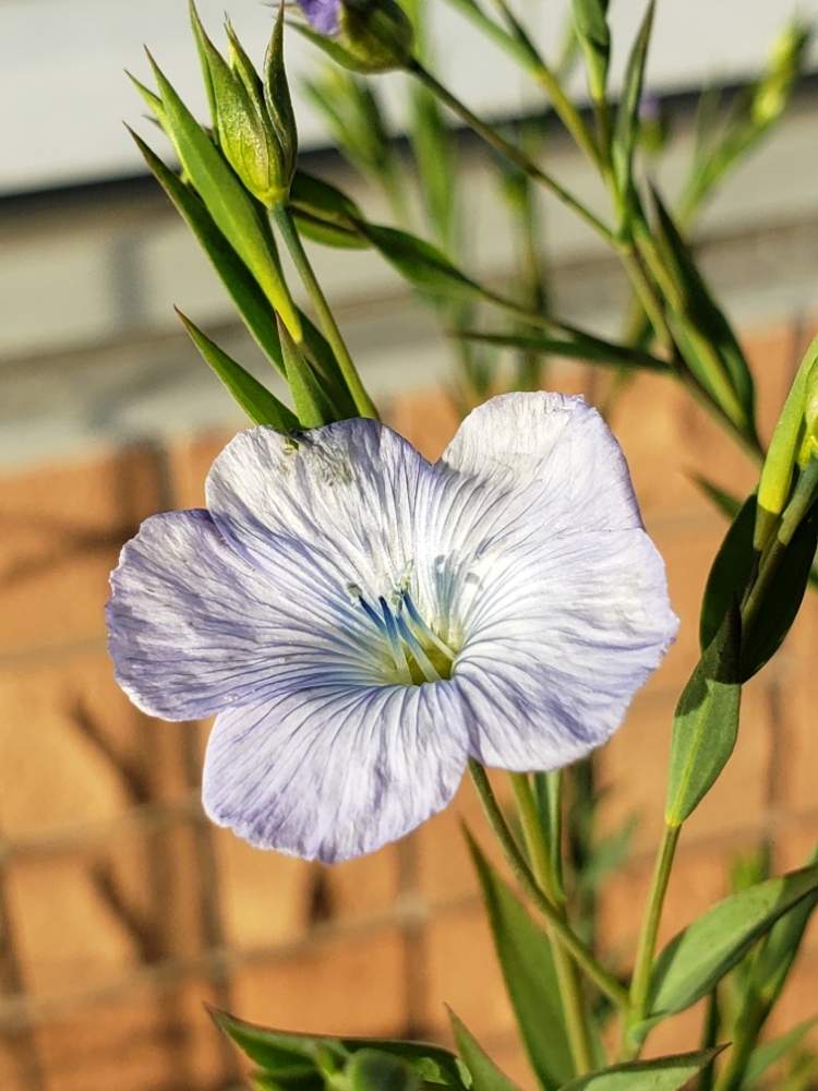 お出かけ先の画像 by 雪花子さん | お出かけ先とアグロステンマと楽しんでますとお花大好きとGSのみなさんに感謝♡とGS依存症と花に癒されると花のある暮らし