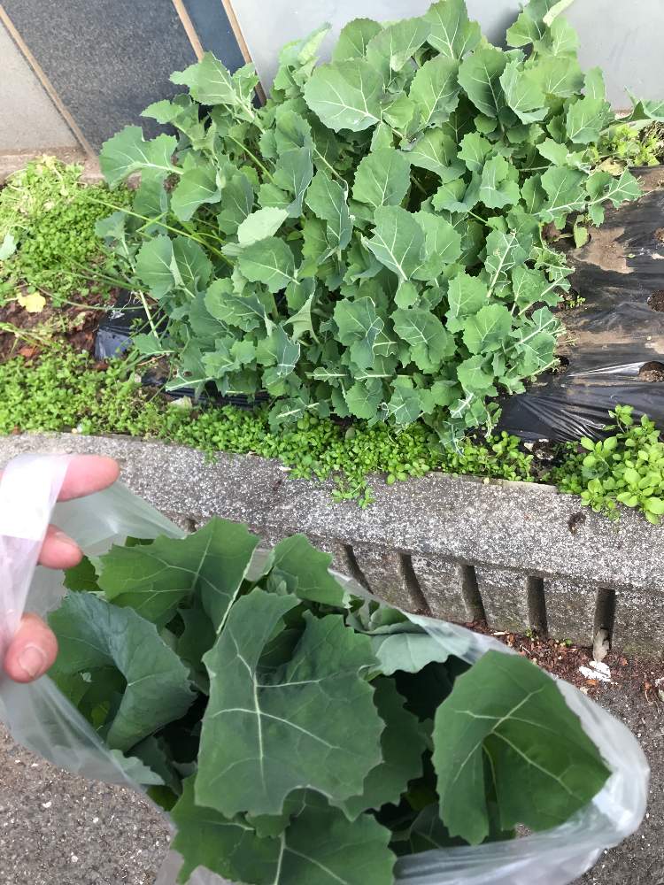 の画像 by GOOSさん | のらぼう菜とたねからの幸せと混植家庭菜園と家庭菜園と職場のガーデニング部と家庭菜園奮闘日記と伝統野菜とアブラナ科