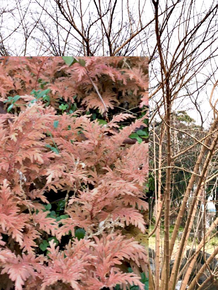 お出かけ先の画像 by らにいーさん | お出かけ先とシダ植物と毎月4日はシダの日とキハダ✨