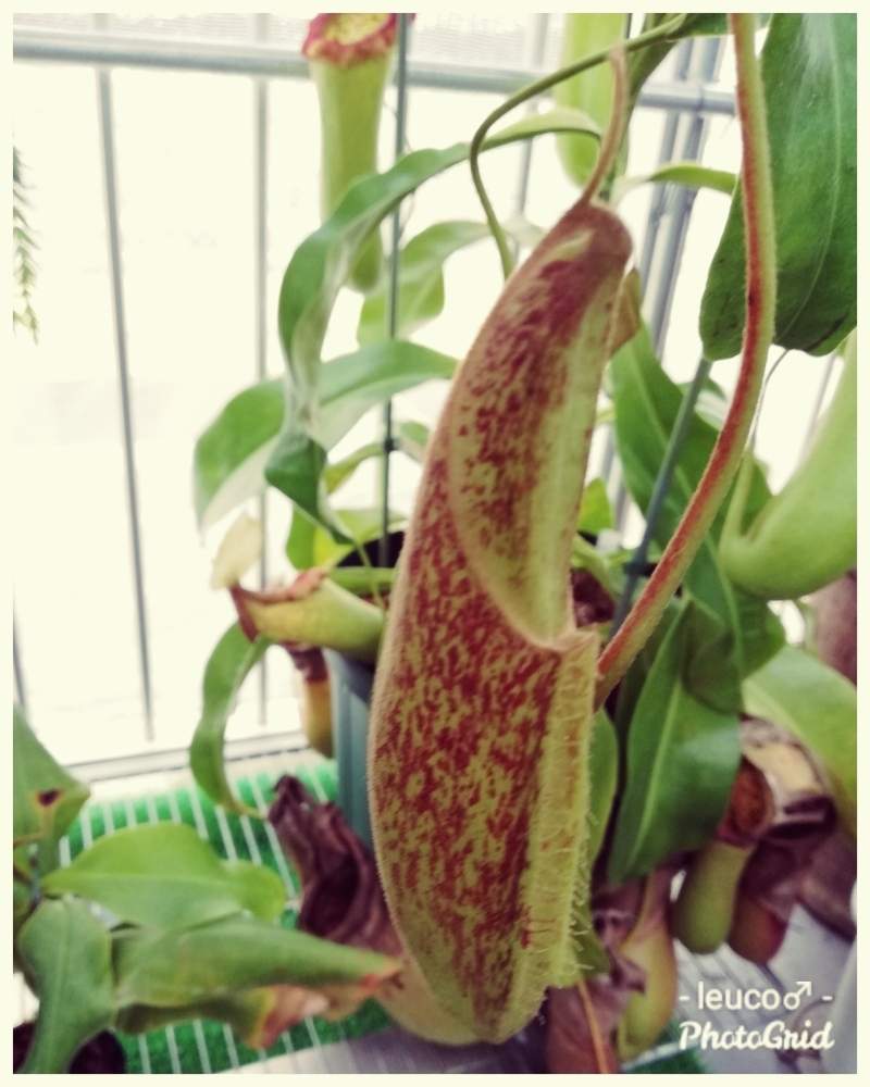 バルコニー/ベランダの画像 by leuco♂さん | バルコニー/ベランダと観葉植物と食虫植物とネペンテス属と食虫植物・ウツボカズラと山田食虫植物農園とネペンテス交配種と珍奇植物