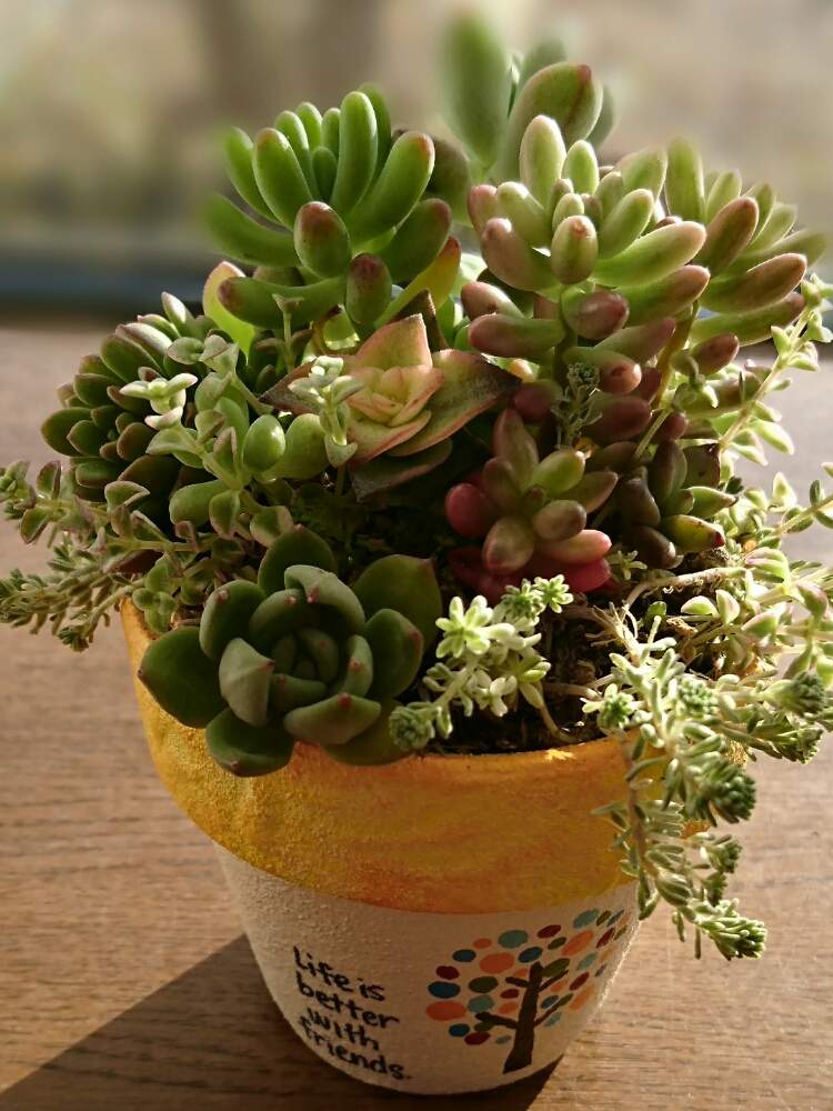 窓辺の画像 by いちごちゃんさん | 窓辺と多肉植物の寄植えと多肉植物とHTCとキュンキュン乙女倶楽部と大満足!とありがとう♡と嬉しいなぁ〜といいね