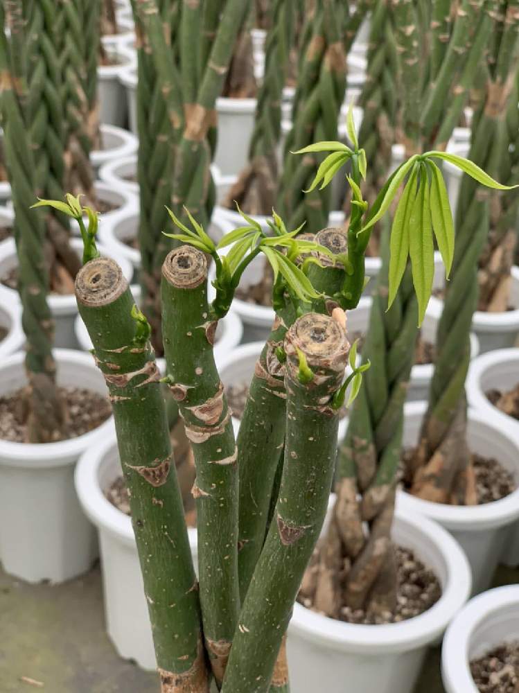 インテリアの画像 by e-RANさん | インテリアとパキラと観葉植物を楽しむと観葉植物と植物のある暮らしと生育中と春が待ち遠しいと植中毒と楽天e-RANと鹿児島とオシャレ観葉と可愛いと パキラと今日の観葉植物とパキラ★とGREEN UP!
