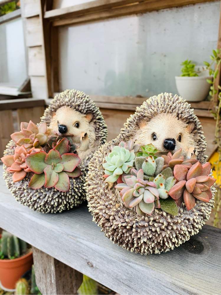 窓辺の画像 by ゆか♪K_nさん | 窓辺と多肉baby☘️とお気に入りの場所とGS映えとGS日和と植中毒と植物ハウス☘️と多肉女子と庭☘️とタニラーと寄せ植え☘️