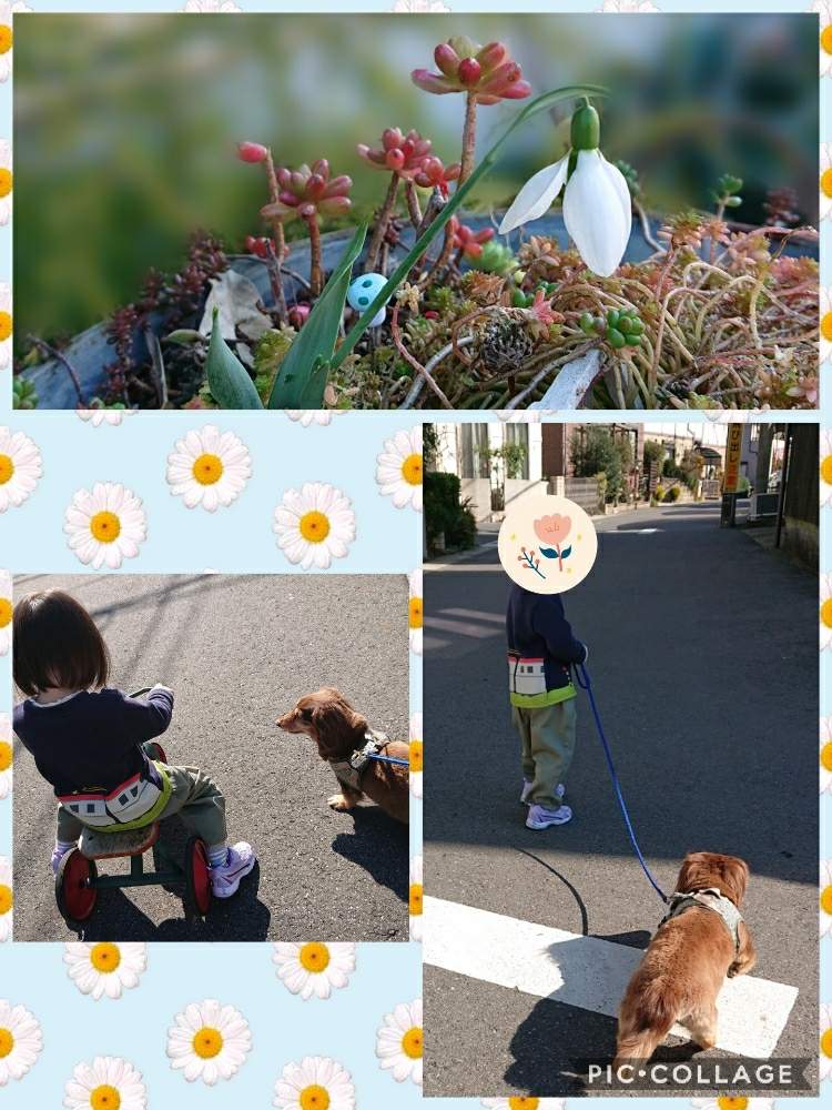 玄関の画像 by さちべさん | 玄関とスノードロップとスノードロップ*とありがとう♡とリハビリの散歩と日光浴と早く治ってねと愛犬キュウタロウと花のある暮らしとかわいいな♡とたにおたくらぶ
