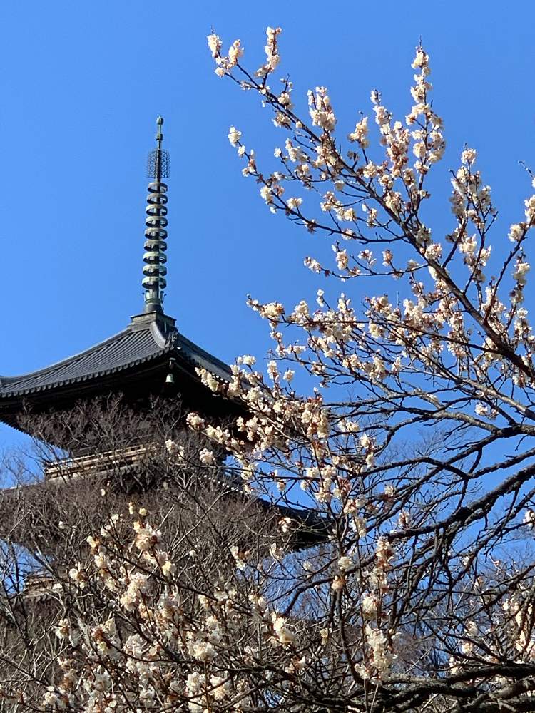 の画像 by シゲルさん | 水炊き鍋と観梅と白梅の花と三渓園の梅と忍耐とiPhone撮影