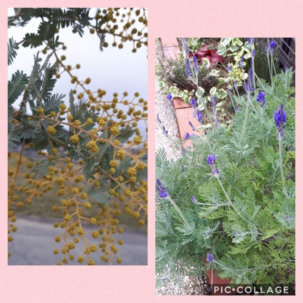 の画像 by Tomoさん | ロザリアン見習いと植中毒と憧れの薔薇と雑貨大好き❤と花のある暮らしといいね♥ありがとうございます✨とチーム福岡と小花が好き