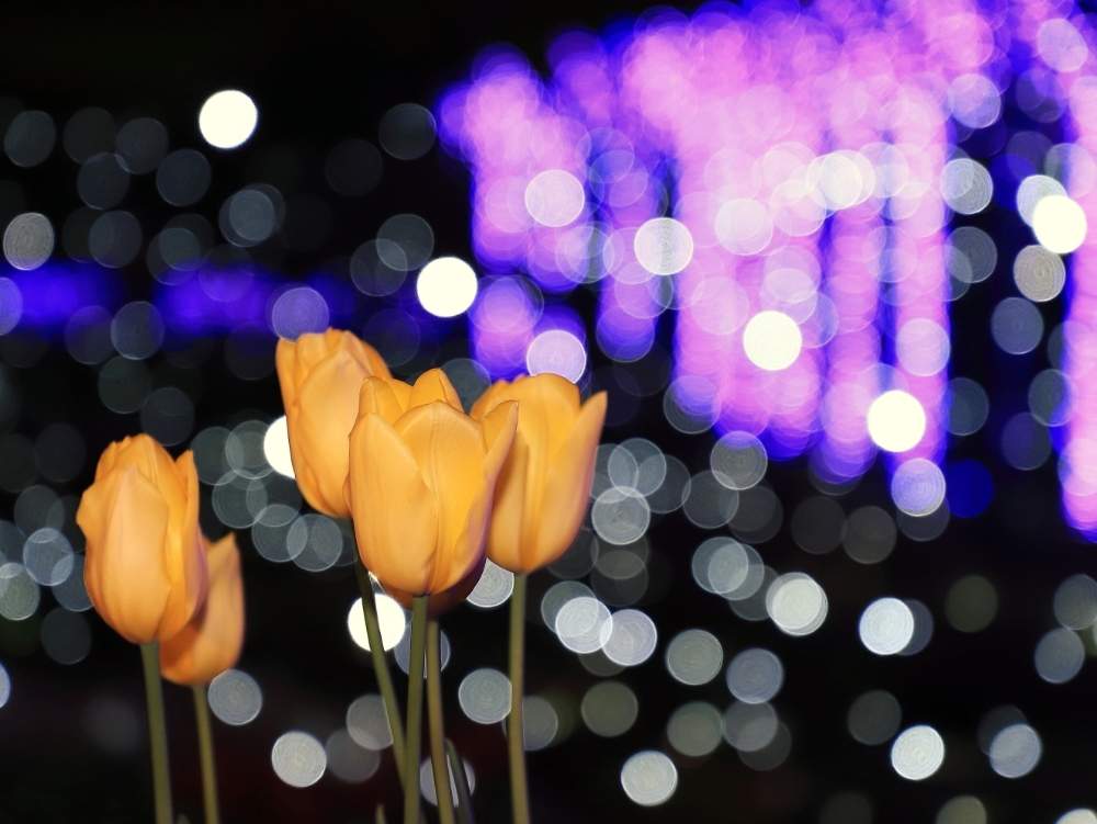 お出かけ先の画像 by takosyaさん | お出かけ先とチューリップとボタニカルスポット2020冬とEF24-105mm F4L ISⅡ USMとファインダー越しの私の世界とイルミネーションとcanonと江ノ島サムエルコッキング苑とありがとう♡と玉ボケ倶楽部とI♡Kanagawaと一眼レフと江ノ島と玉ボケと神奈川の風景とカメラ好き☆とI♡Fujisawa