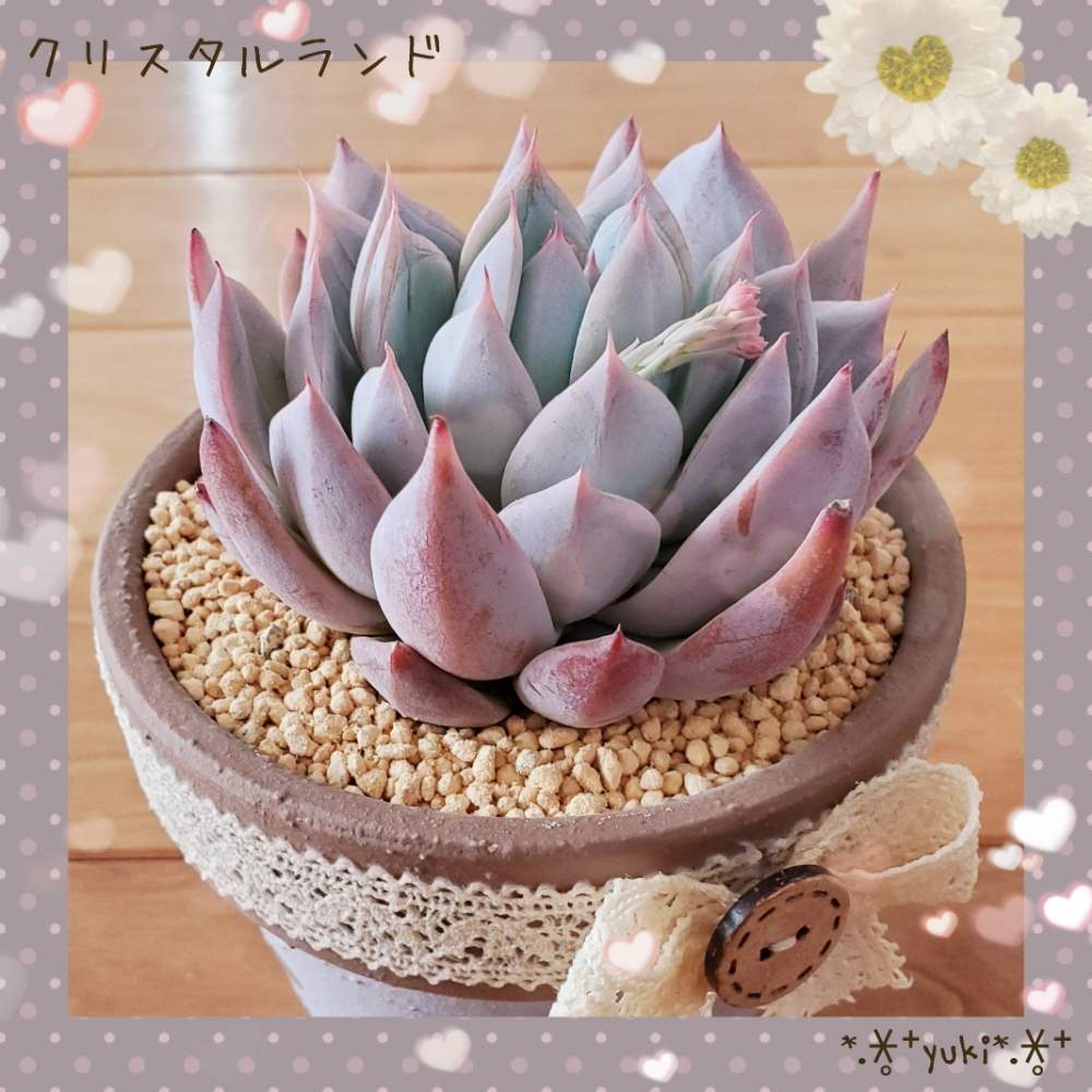棚の画像 by *.∗̥⁺雪*.∗̥⁺さん | 棚と多肉植物とI♥️TANIKUと多肉大好きと多肉植物が好きな人と繋がりたいと自己満足とお気に入り♡とエケベリア好きと島根県と多肉植物のある暮らしと植中毒とUNICAと綺麗とエケベリア属と多肉女子とエケベリア クリスタルランドとタニラーとかわいいな♡とおひとり様とリメイク鉢と多肉植物2年生