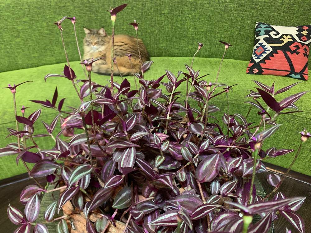 の画像 by ayaka さん | トラディスカンティア パープルエレガンスと観葉植物と猫と植物と冬のインテリアグリーンフォトコンと新潟と猫と暮らす